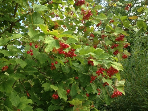 f:id:monteverde-aroma:20200507174118j:plain f:id:monteverde-aroma:20200507174118j:plain