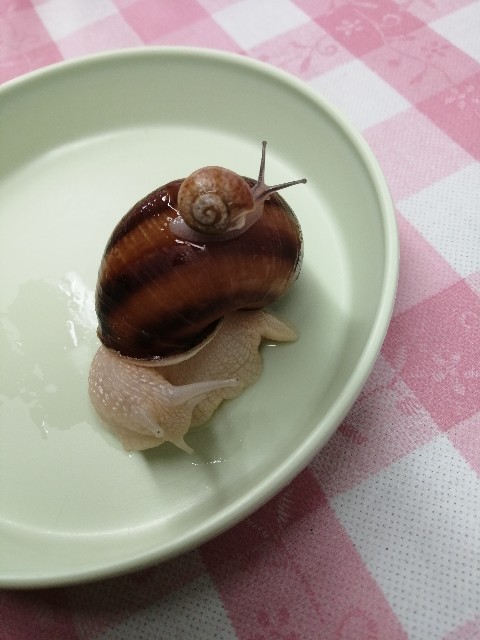 f:id:montry:20211229201908j:image