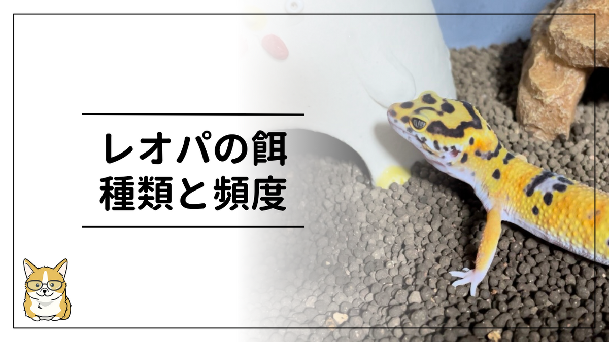 レオパ ヤング 餌 頻度