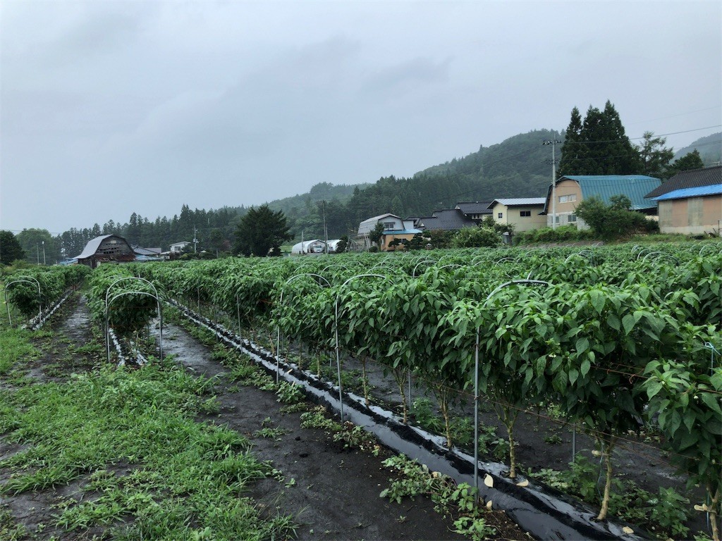 f:id:monyakata:20180831171016j:image f:id:monyakata:20180831171016j:image