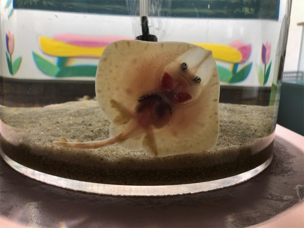 f:id:monyakata:20220412223233j:image