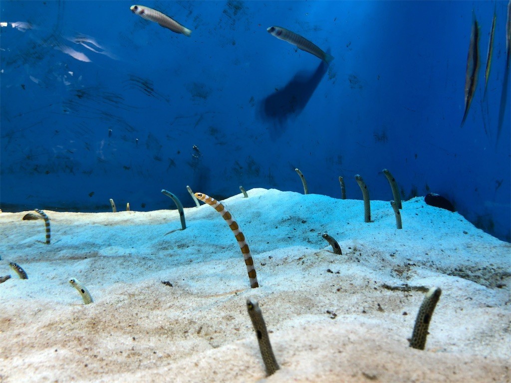 f:id:monyakata:20220413071635j:image