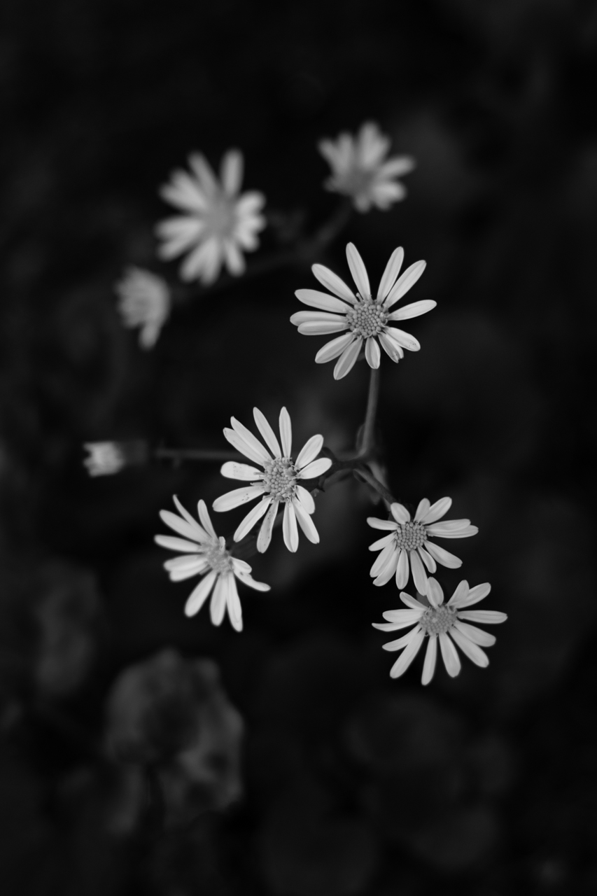 f:id:moo-s:20130602100343j:plain f:id:moo-s:20130602100343j:plain