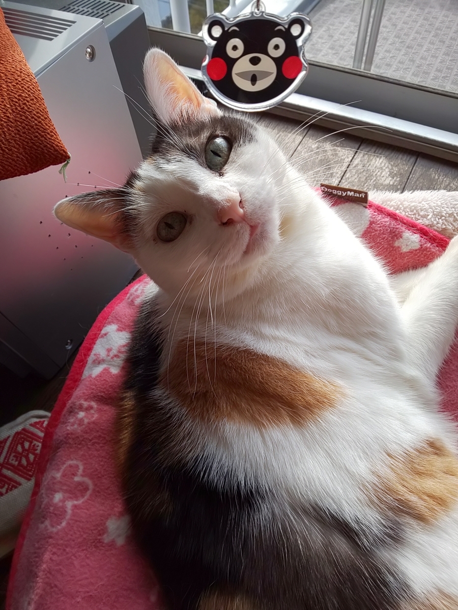 f:id:moomoon6355:20191104102706j:plain