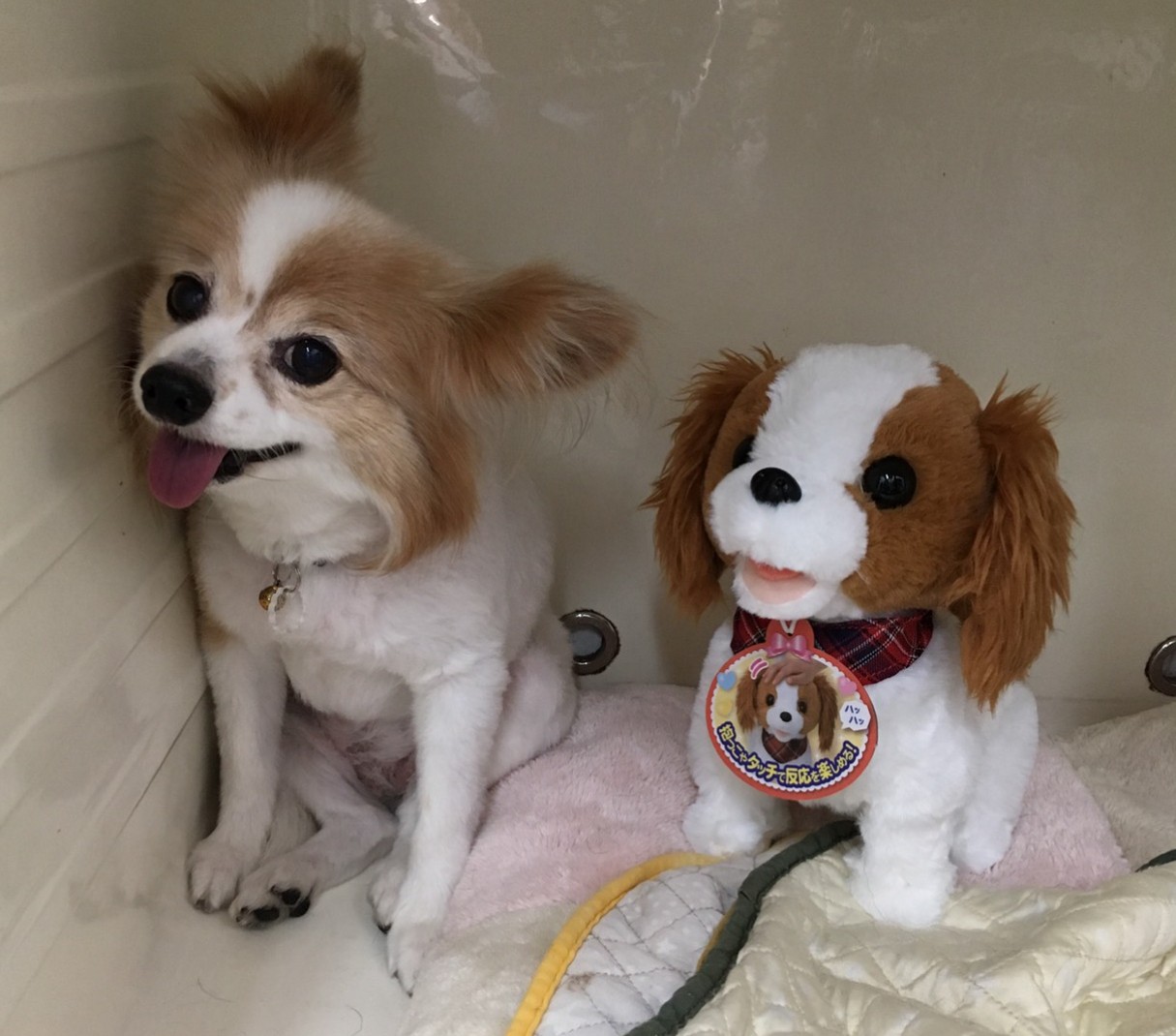 f:id:moomoon6355:20200716214654j:image