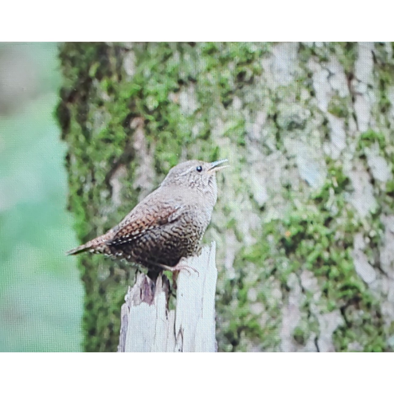 f:id:moomoon6355:20200807152427j:image f:id:moomoon6355:20200807152427j:image