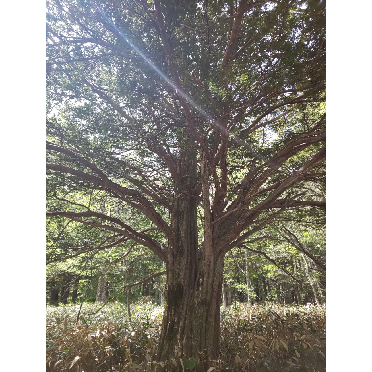 f:id:moomoon6355:20200807152925j:image f:id:moomoon6355:20200807152925j:image