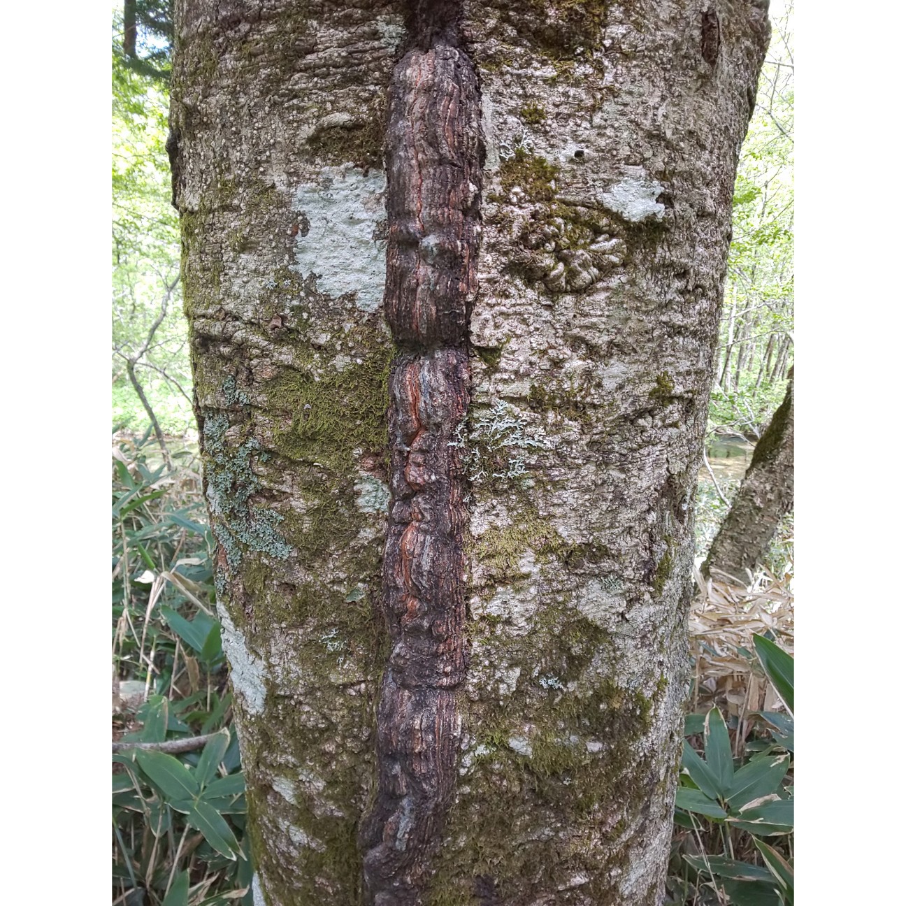 f:id:moomoon6355:20200807152956j:image