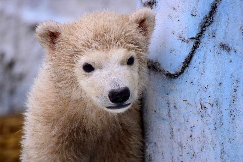 ホッキョクグマの赤ちゃん ムウアロハ 手仕事の日々