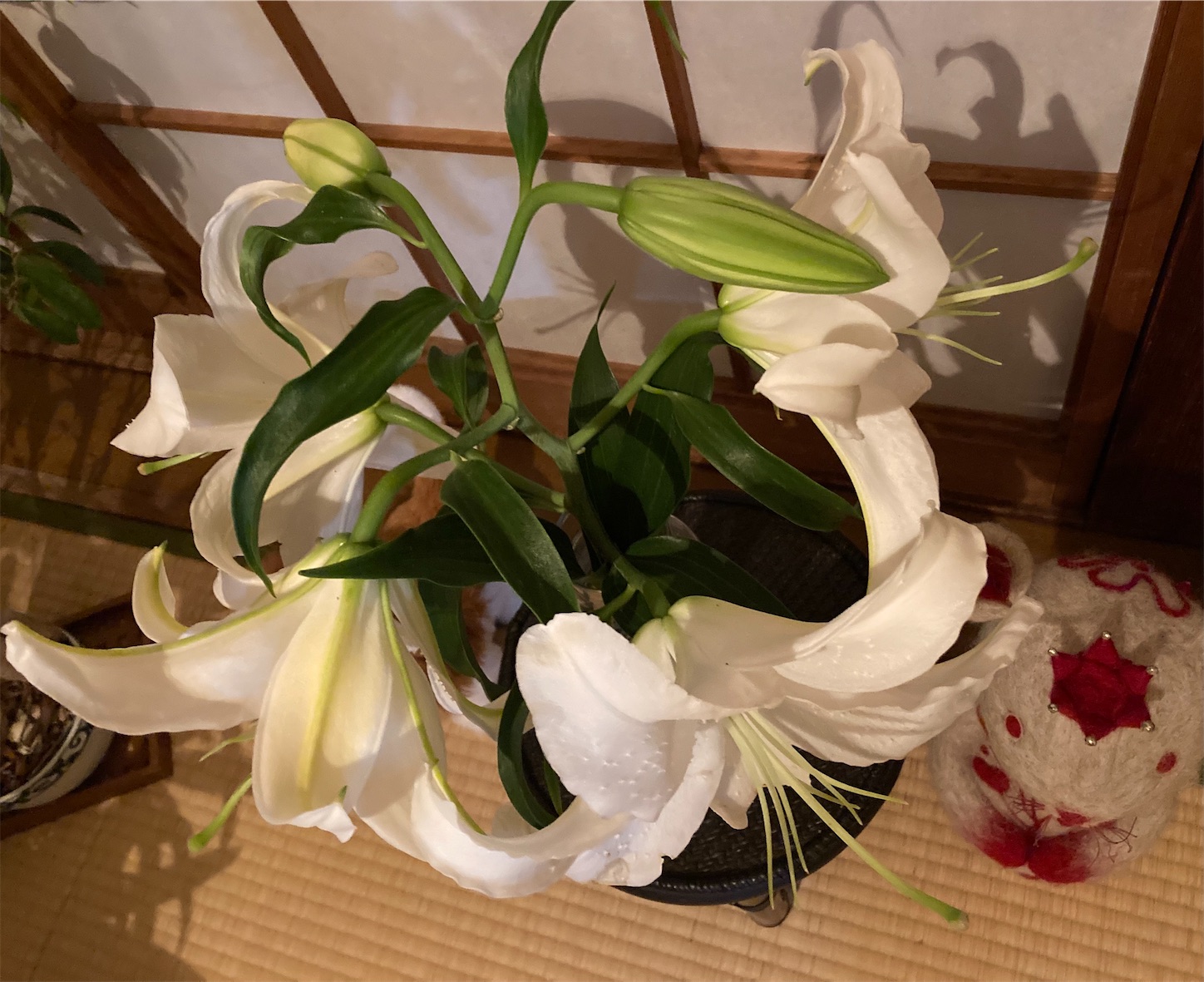 f:id:moomoon6355:20210908231846j:image f:id:moomoon6355:20210908231846j:image