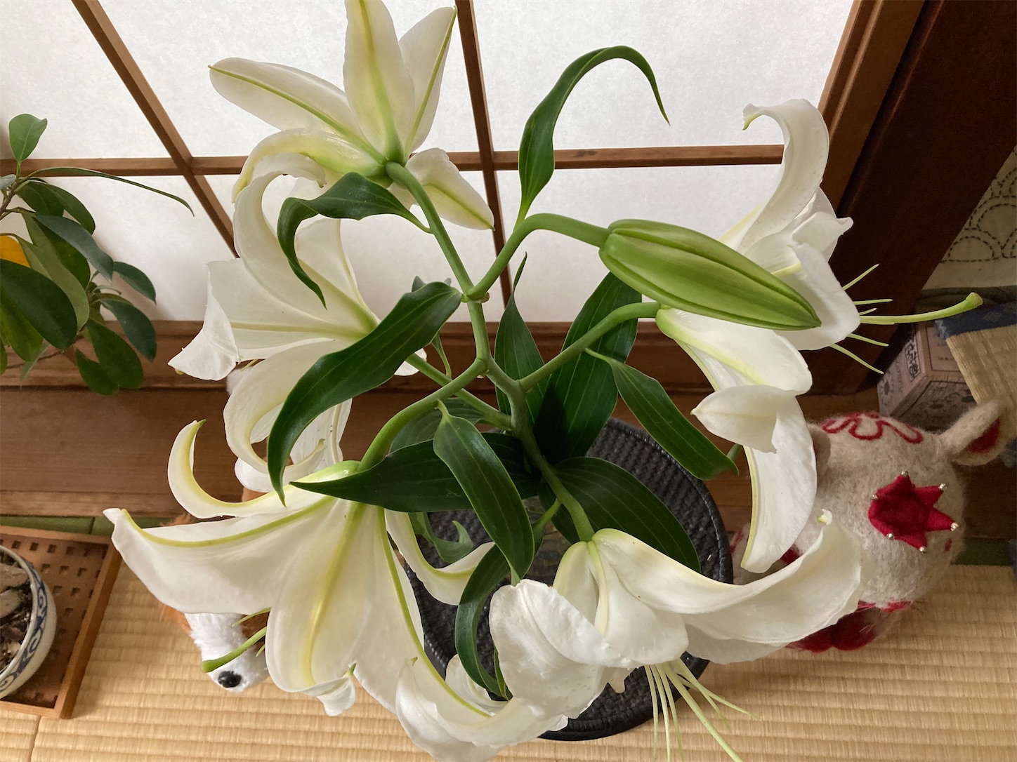 f:id:moomoon6355:20210908231919j:image f:id:moomoon6355:20210908231919j:image