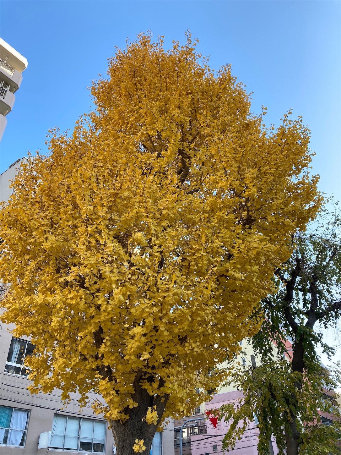 f:id:moomoon6355:20220119195959j:image f:id:moomoon6355:20220119195959j:image