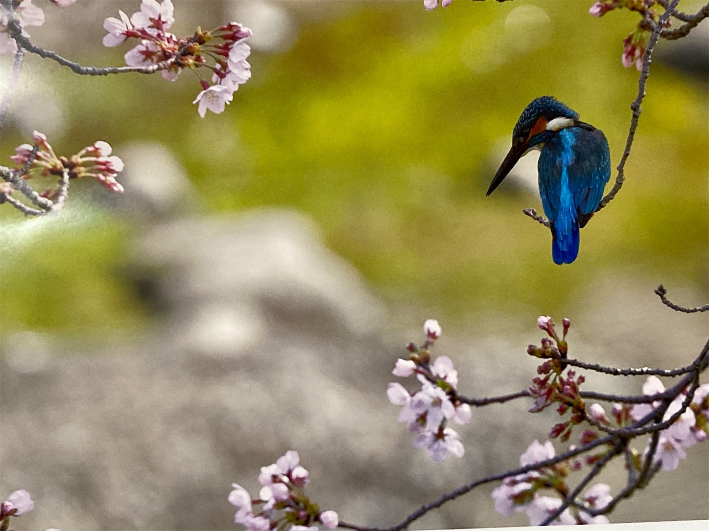 f:id:moomoon6355:20220302184031j:image