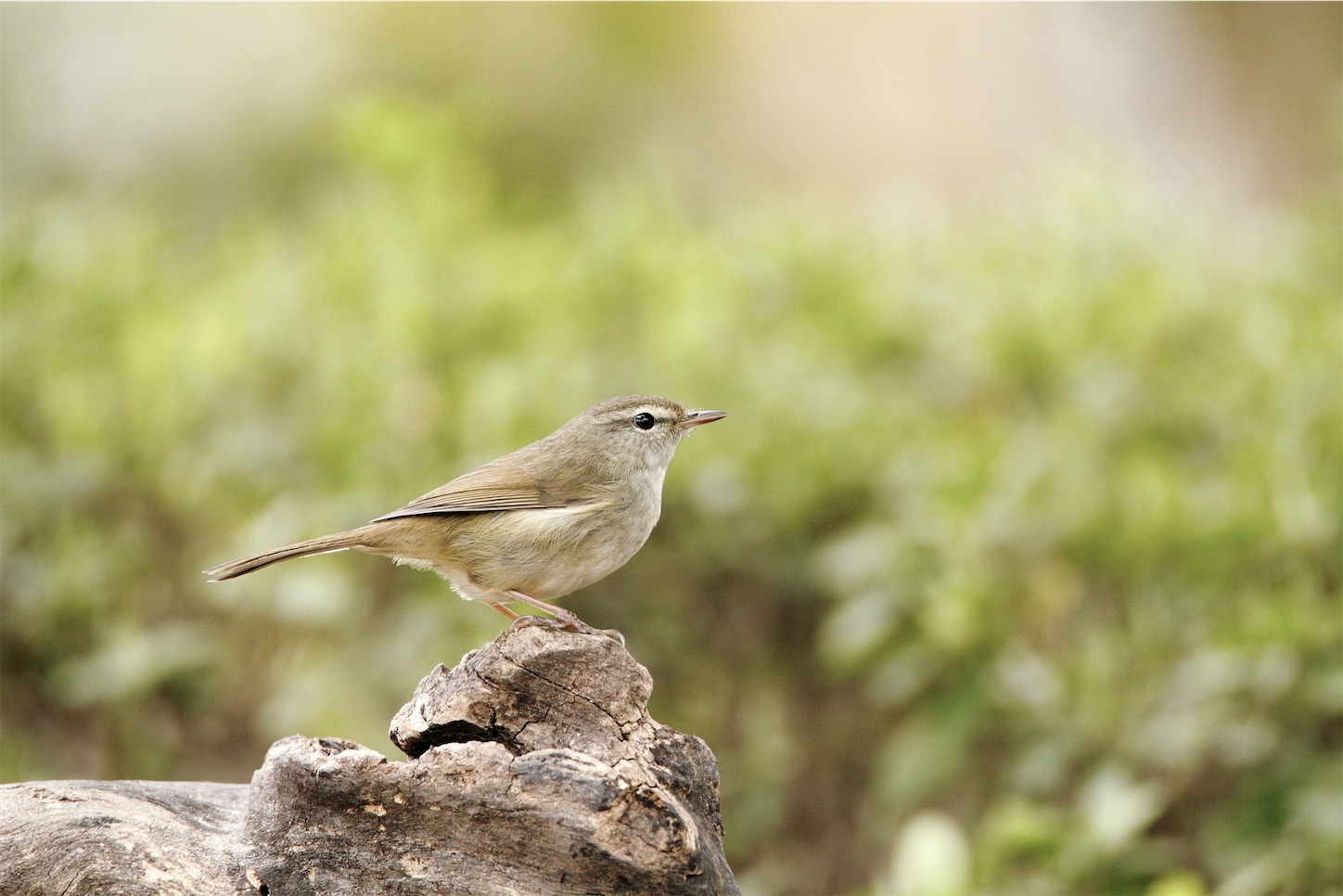 f:id:moomoon6355:20220302190008j:image