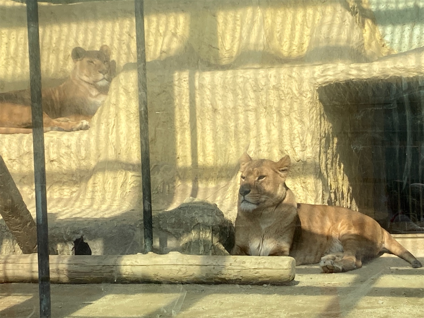 f:id:moomoon6355:20220311232306j:image f:id:moomoon6355:20220311232306j:image