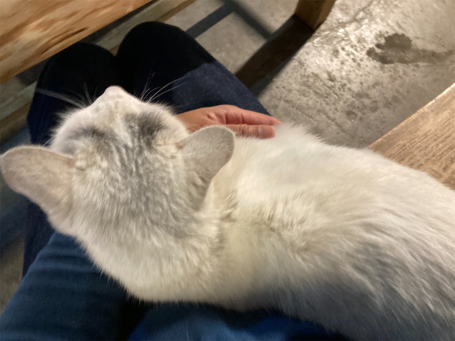 f:id:moomoon6355:20220313215518j:image f:id:moomoon6355:20220313215518j:image