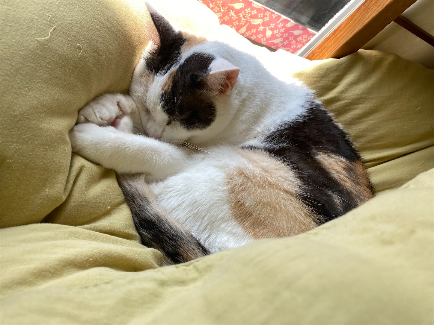 f:id:moomoon6355:20220411095416j:image