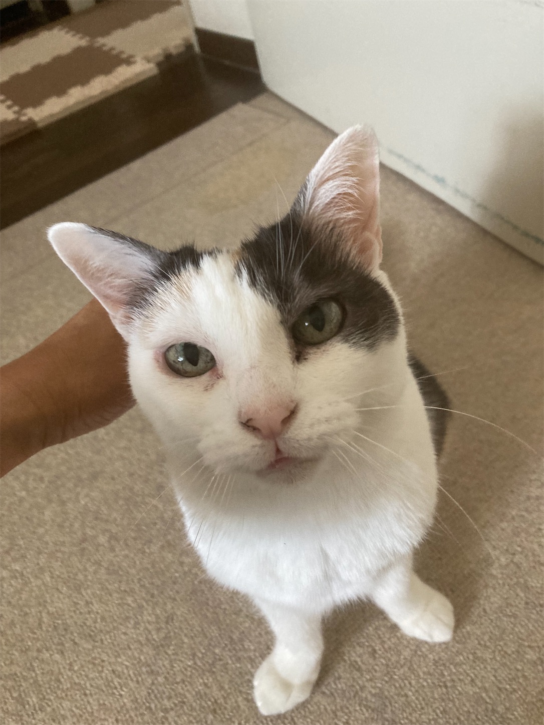 f:id:moomoon6355:20220411095439j:image