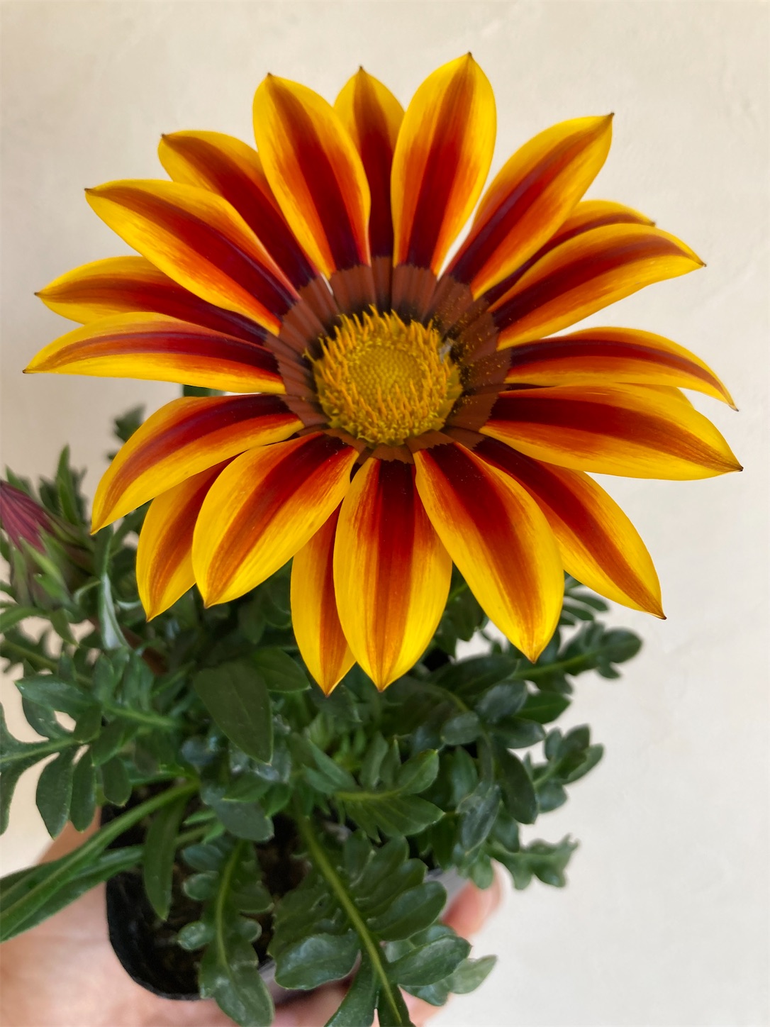 f:id:moomoon6355:20220421205534j:image