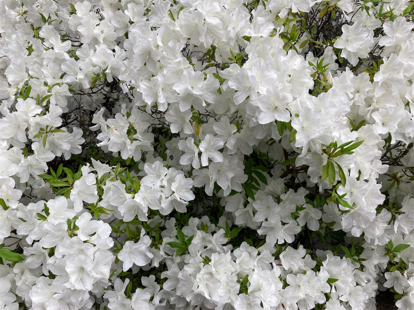 f:id:moomoon6355:20220426174046j:image