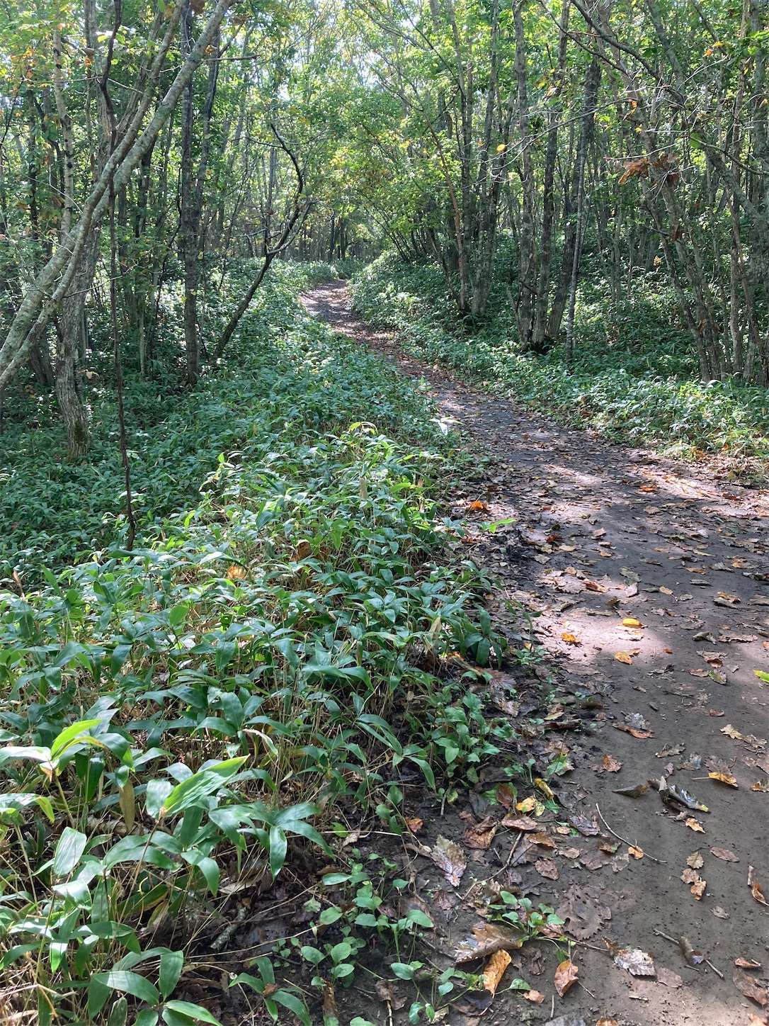 f:id:moomoon6355:20221002070304j:image f:id:moomoon6355:20221002070304j:image