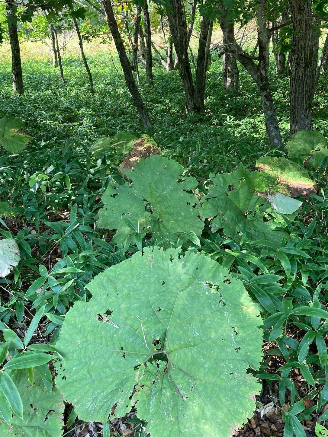 f:id:moomoon6355:20221002071456j:image f:id:moomoon6355:20221002071456j:image