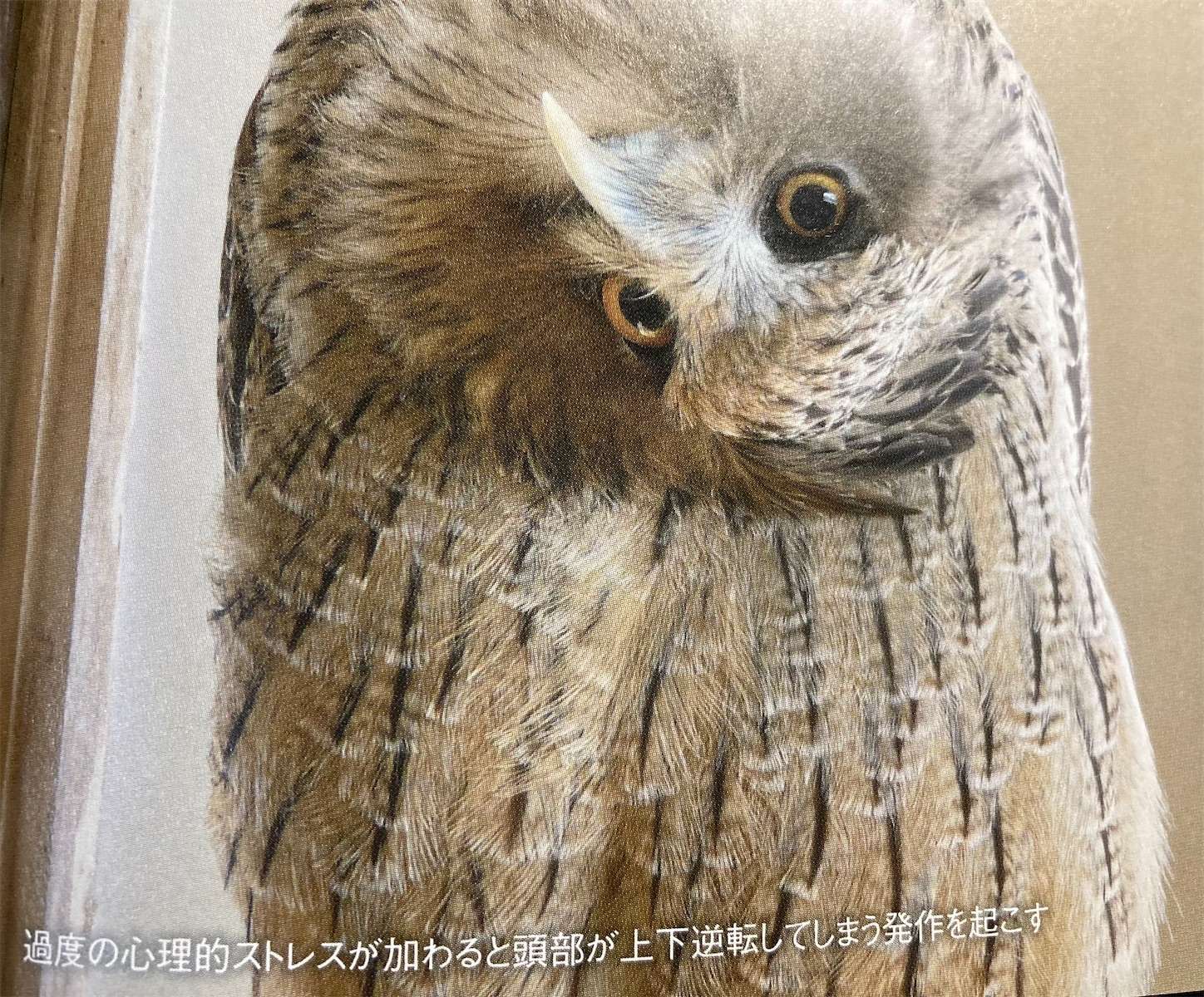 f:id:moomoon6355:20221002073057j:image f:id:moomoon6355:20221002073057j:image