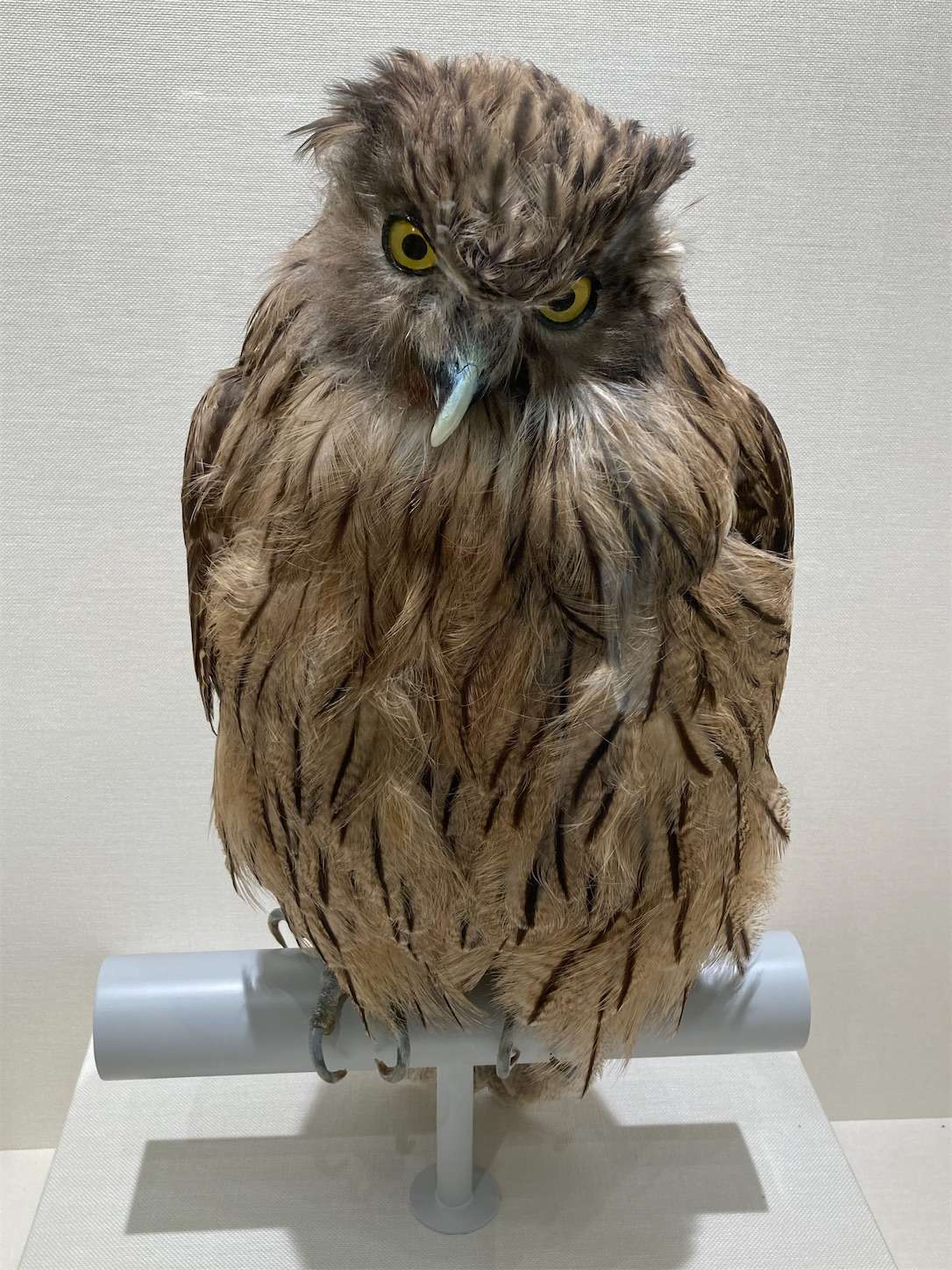 f:id:moomoon6355:20221002073516j:image f:id:moomoon6355:20221002073516j:image