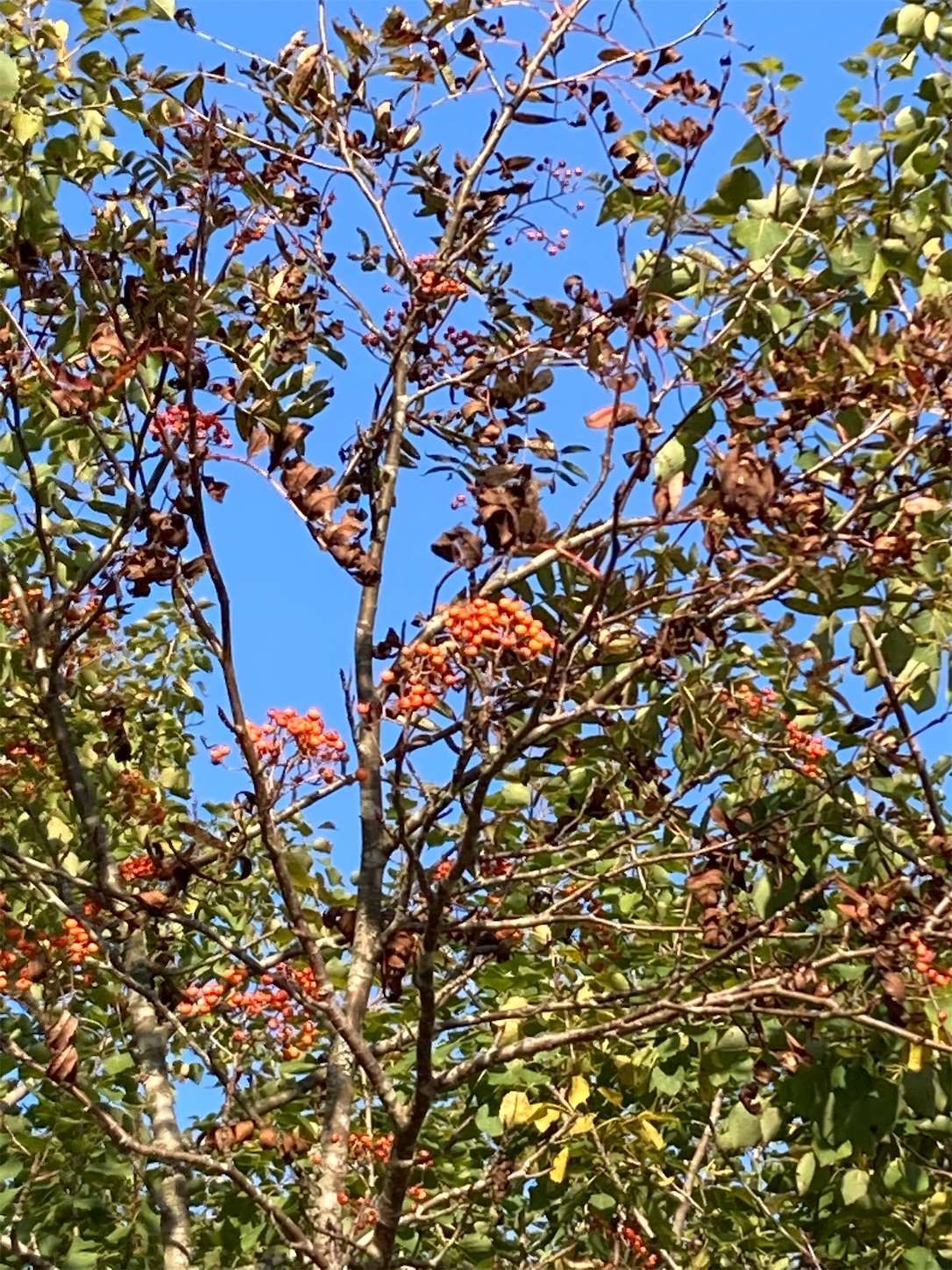 f:id:moomoon6355:20221003074024j:image