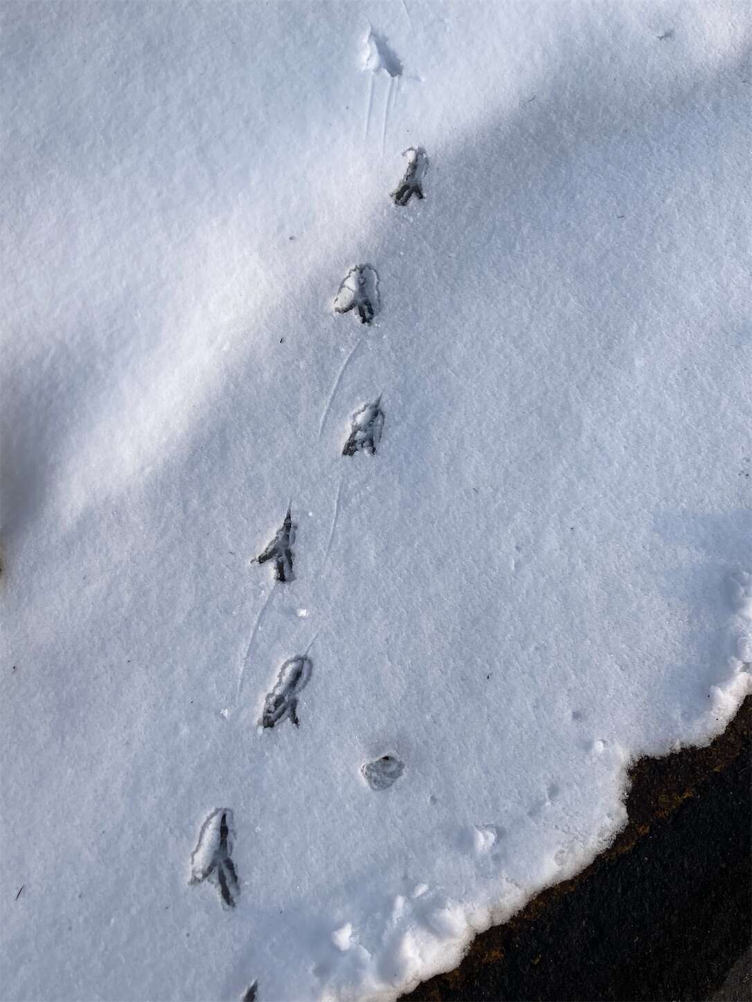 f:id:moomoon6355:20230304093129j:image f:id:moomoon6355:20230304093129j:image