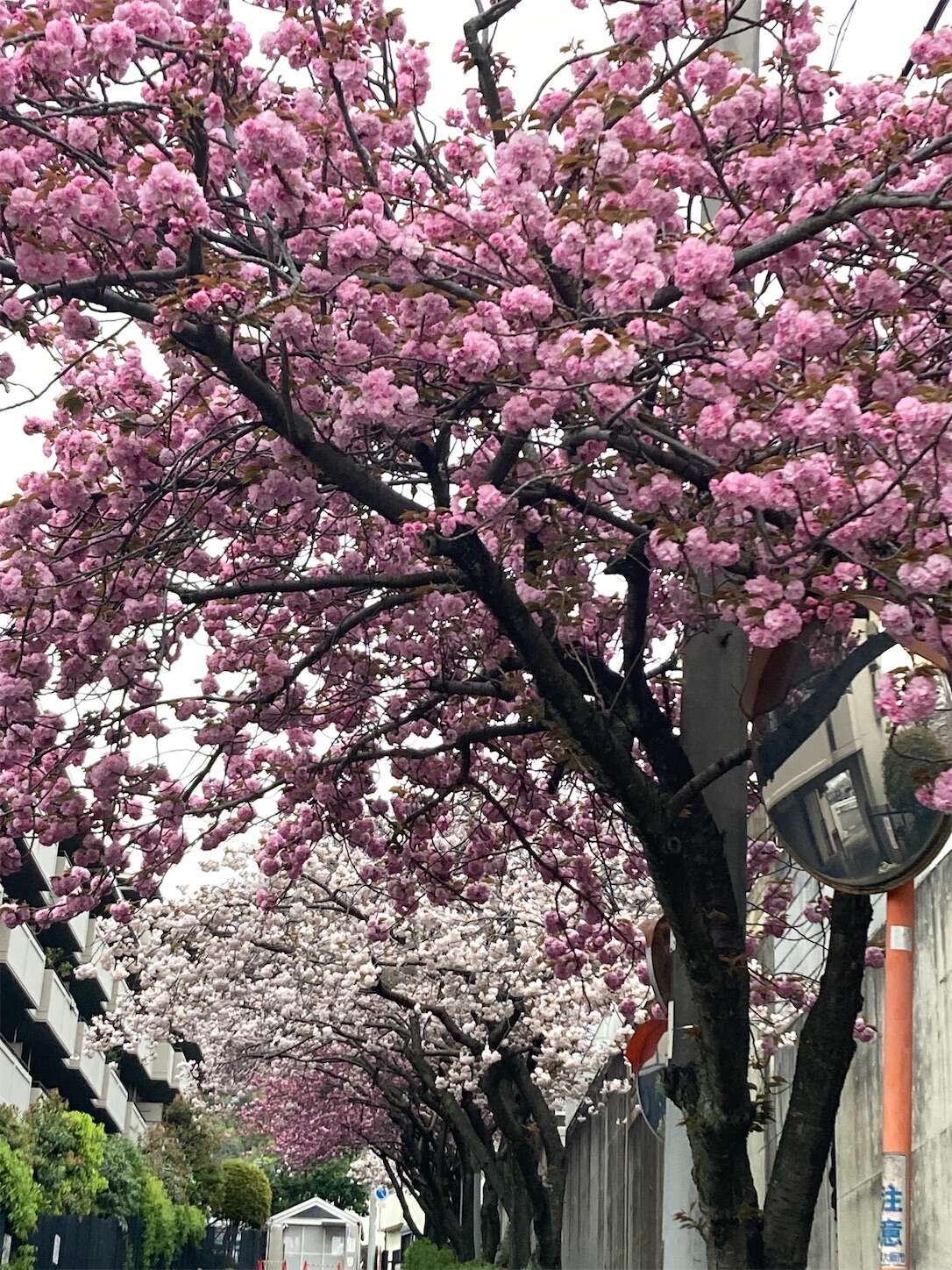 f:id:moomoon6355:20230413101745j:image