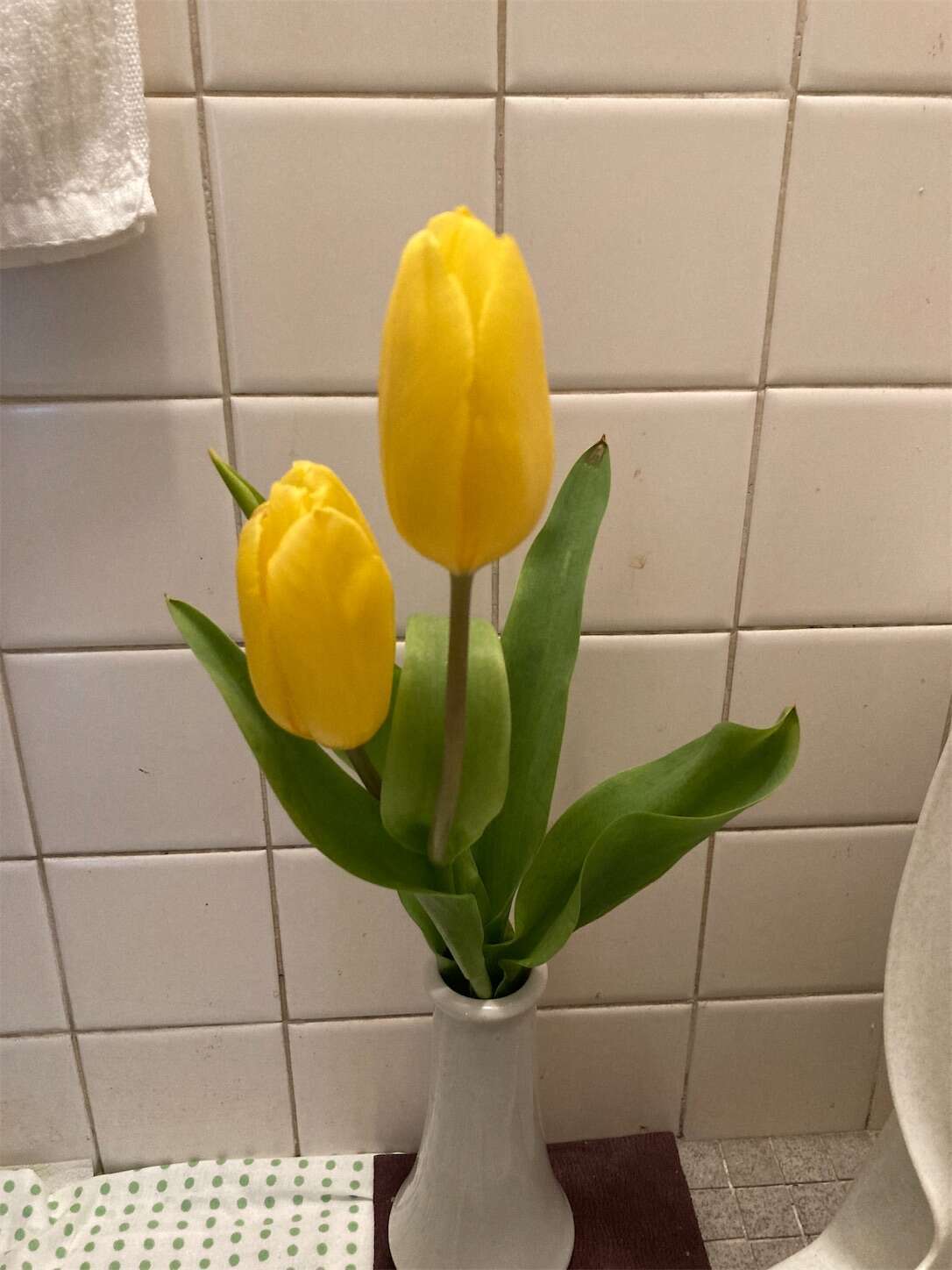 f:id:moomoon6355:20230413103831j:image