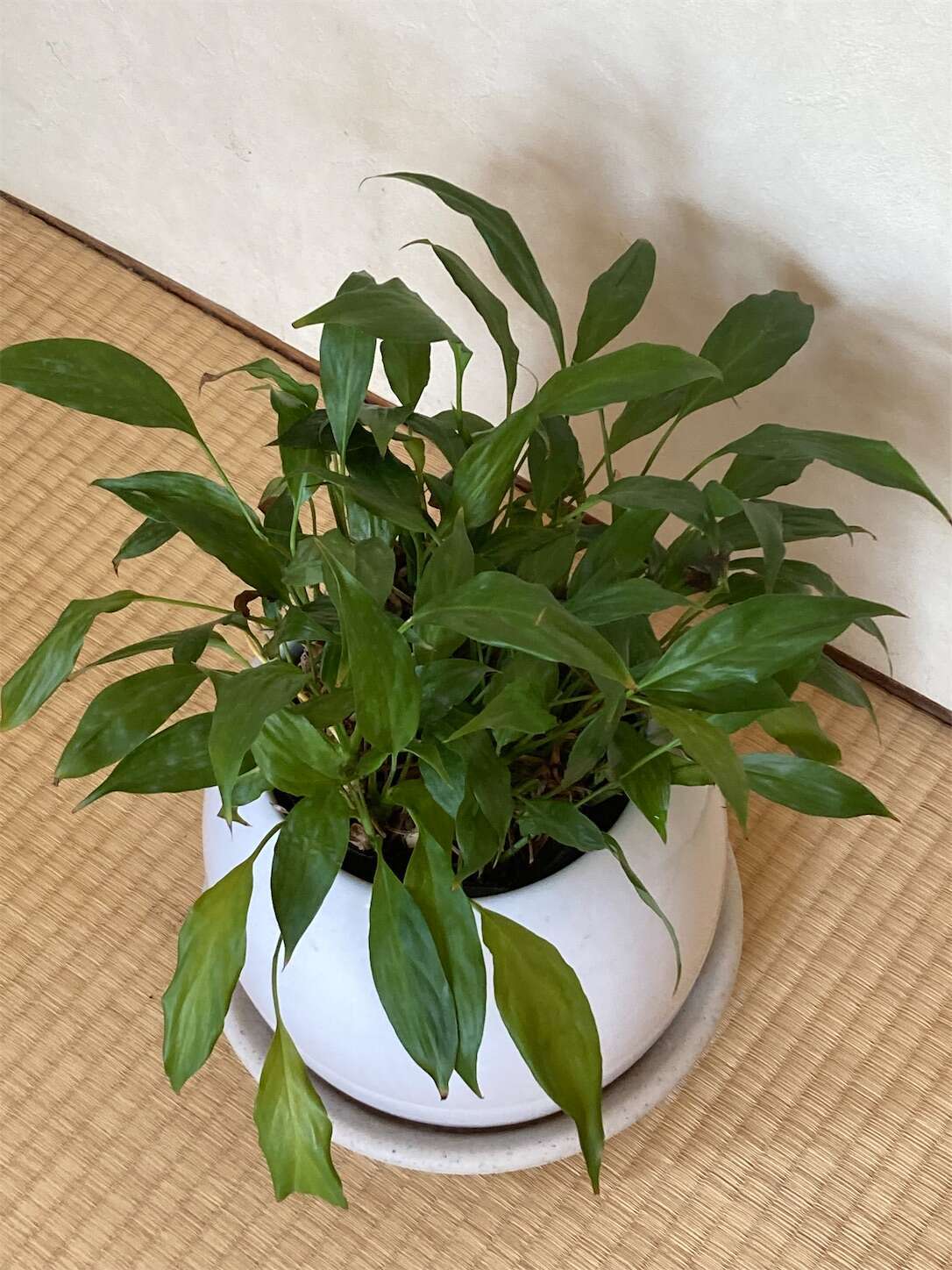 f:id:moomoon6355:20230422121559j:image