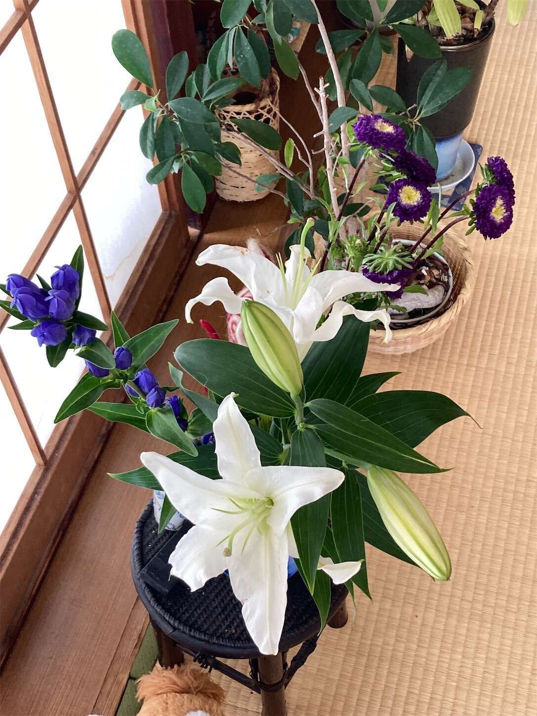 f:id:moomoon6355:20230802223524j:image f:id:moomoon6355:20230802223524j:image