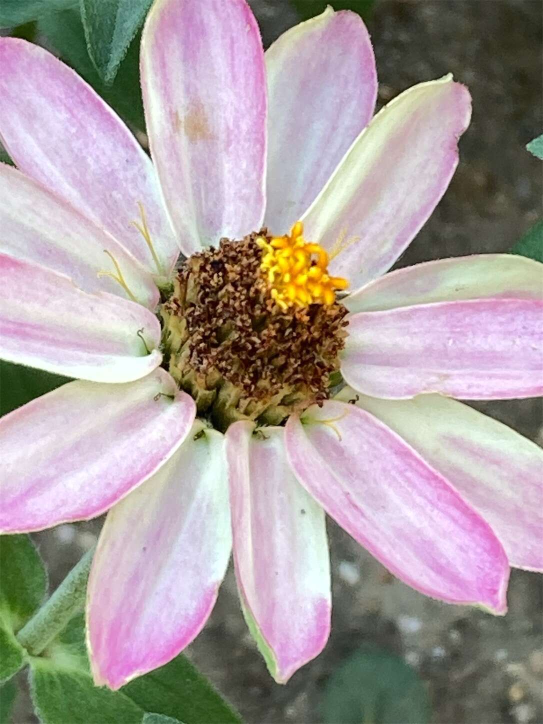 f:id:moomoon6355:20230805172833j:image