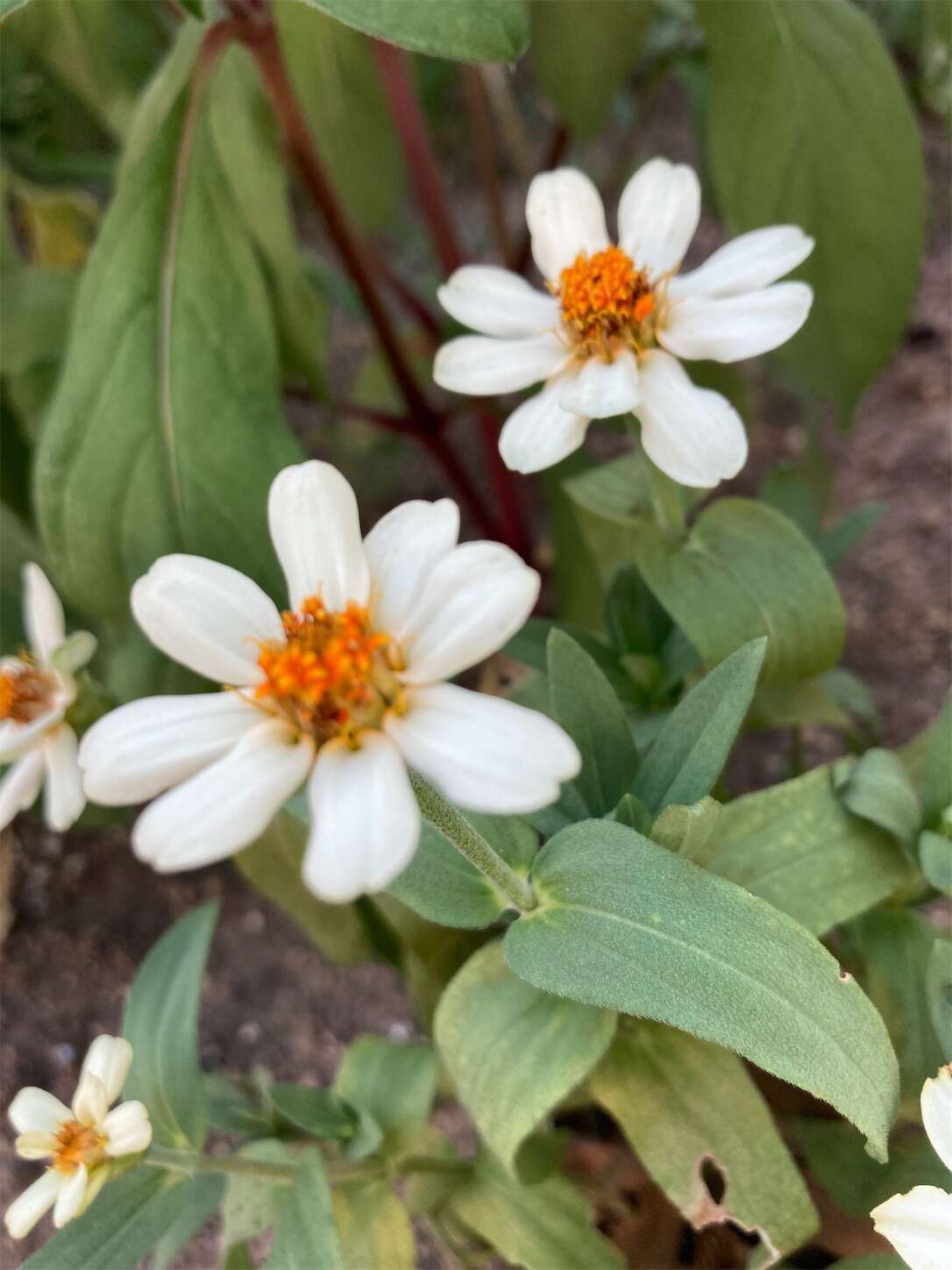 f:id:moomoon6355:20230805172841j:image