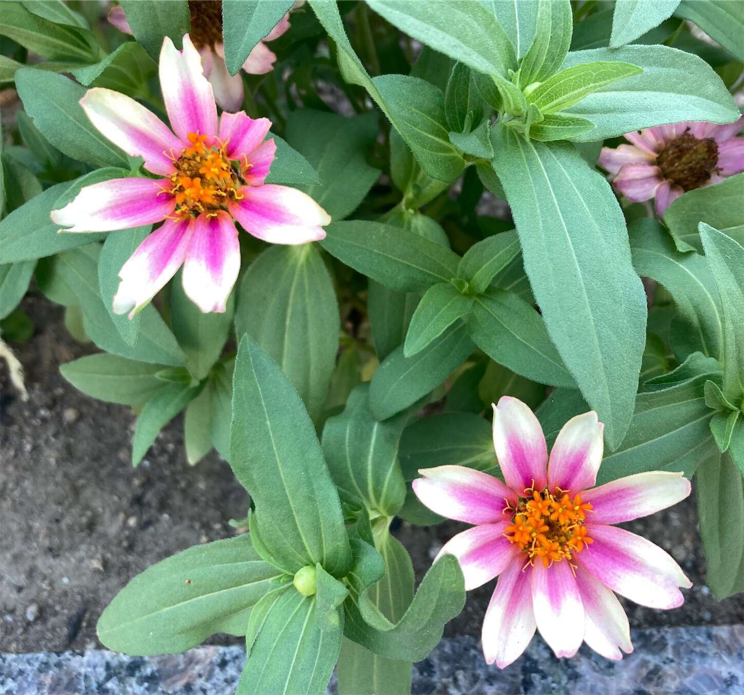 f:id:moomoon6355:20230805172852j:image