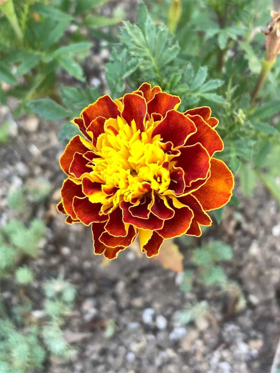 f:id:moomoon6355:20230805172907j:image