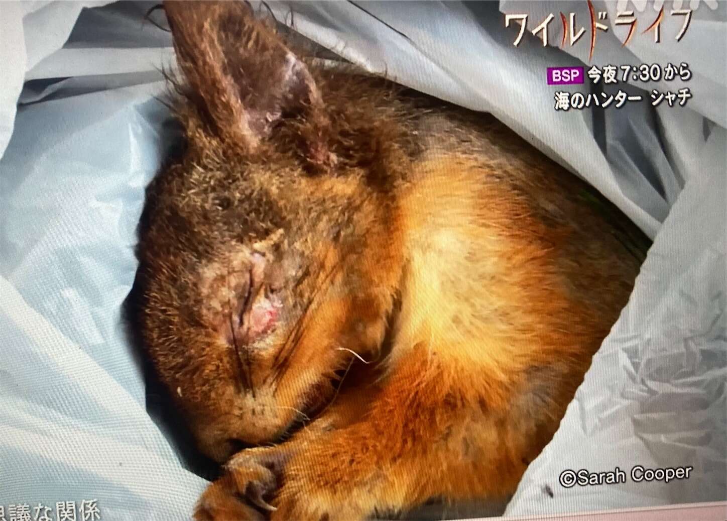 f:id:moomoon6355:20230929223100j:image