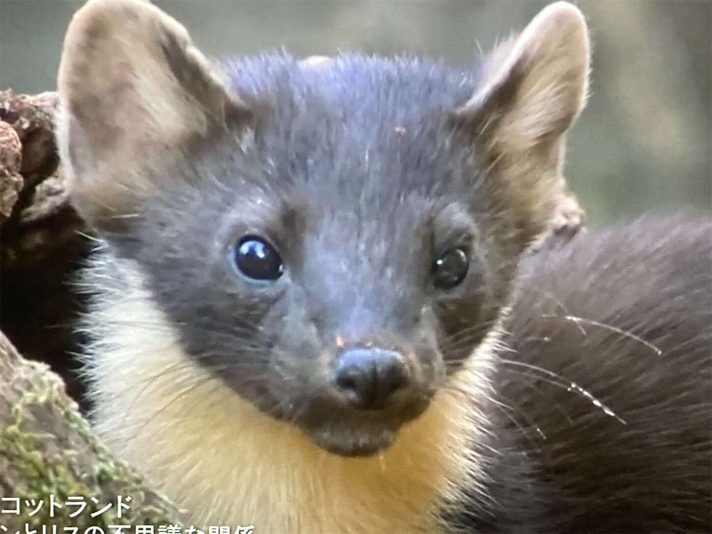 f:id:moomoon6355:20230929223544j:image