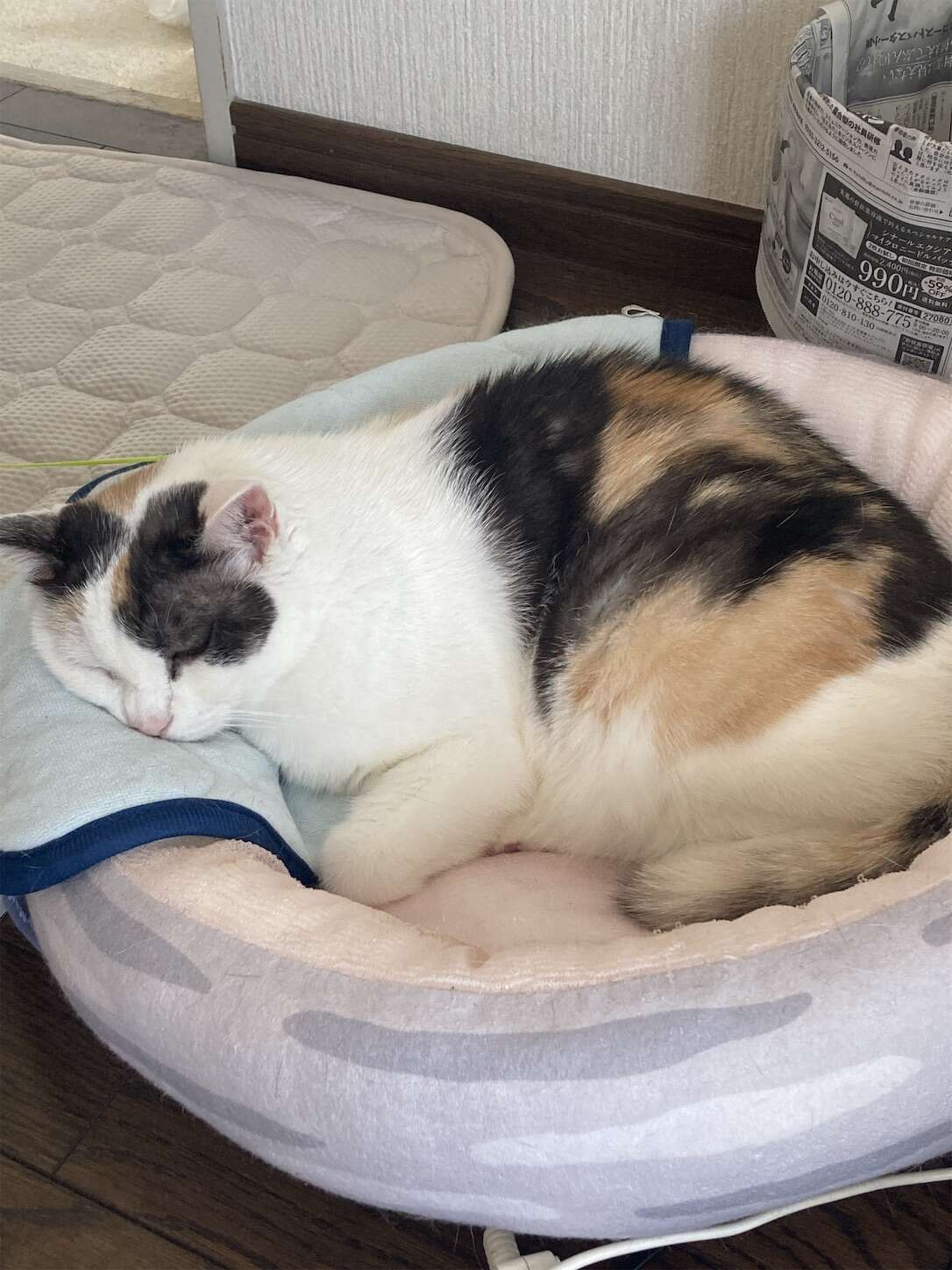 f:id:moomoon6355:20231016225444j:image f:id:moomoon6355:20231016225444j:image