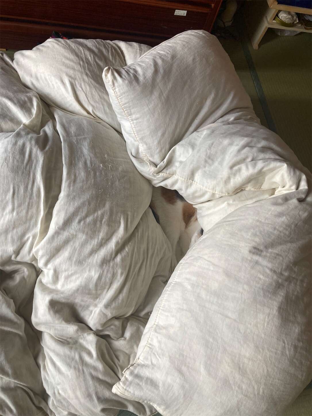 f:id:moomoon6355:20231016225448j:image f:id:moomoon6355:20231016225448j:image