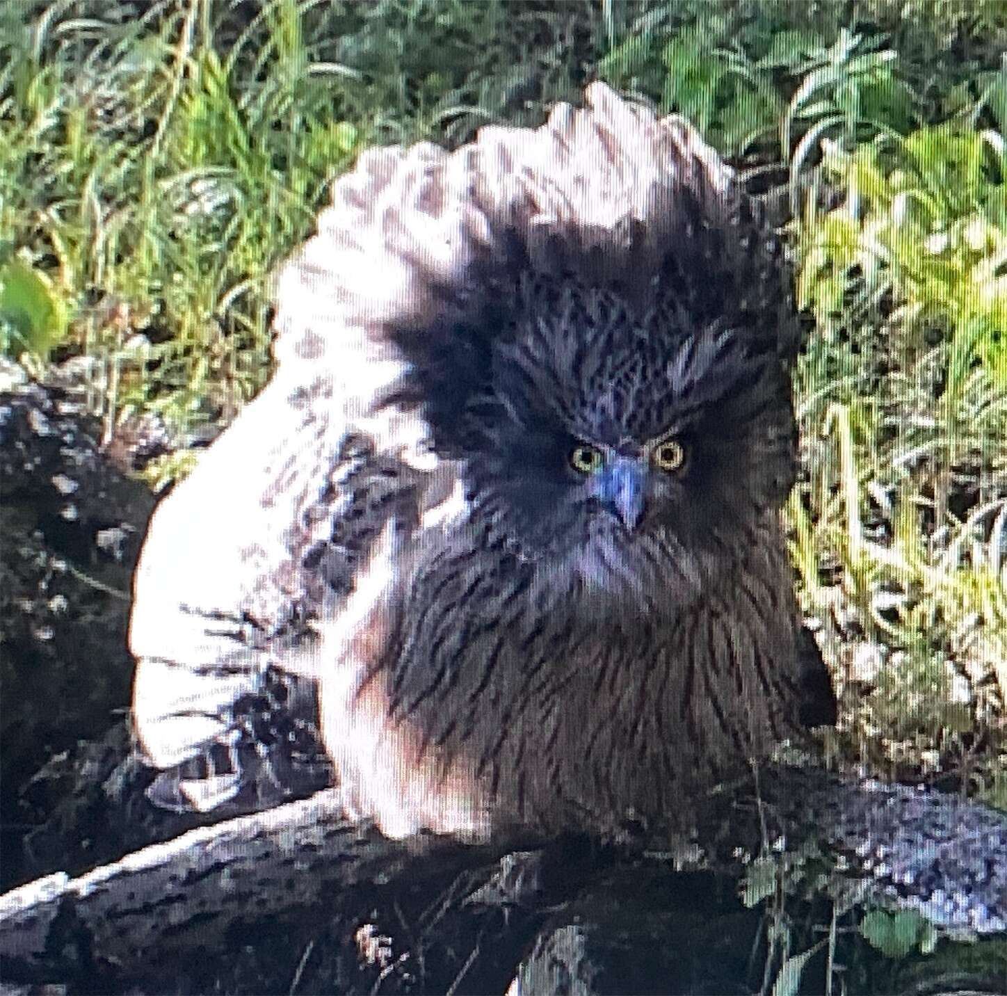 f:id:moomoon6355:20231016230929j:image f:id:moomoon6355:20231016230929j:image