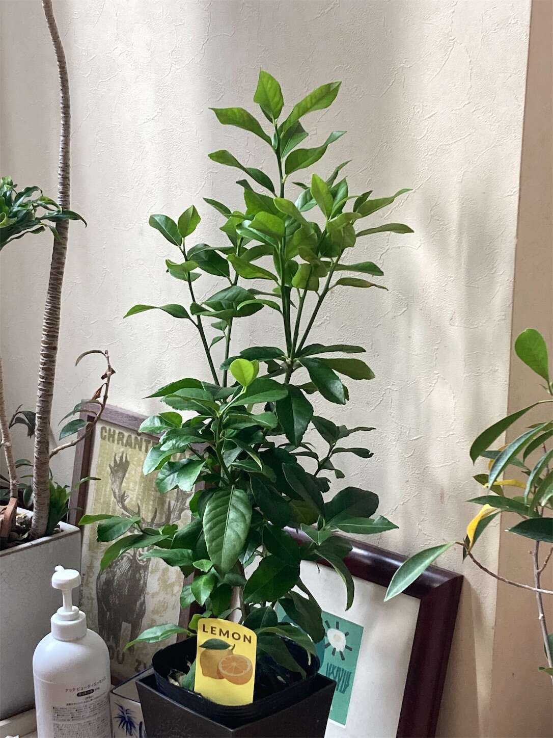 f:id:moomoon6355:20231017085805j:image f:id:moomoon6355:20231017085805j:image