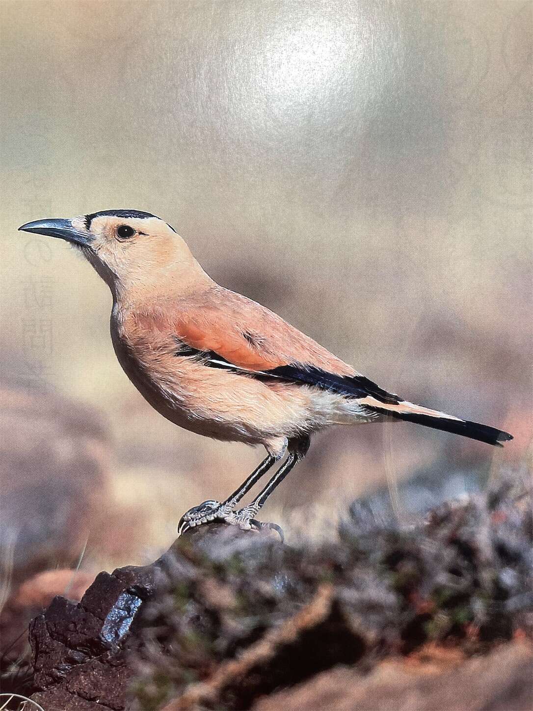 f:id:moomoon6355:20231017115029j:image f:id:moomoon6355:20231017115029j:image