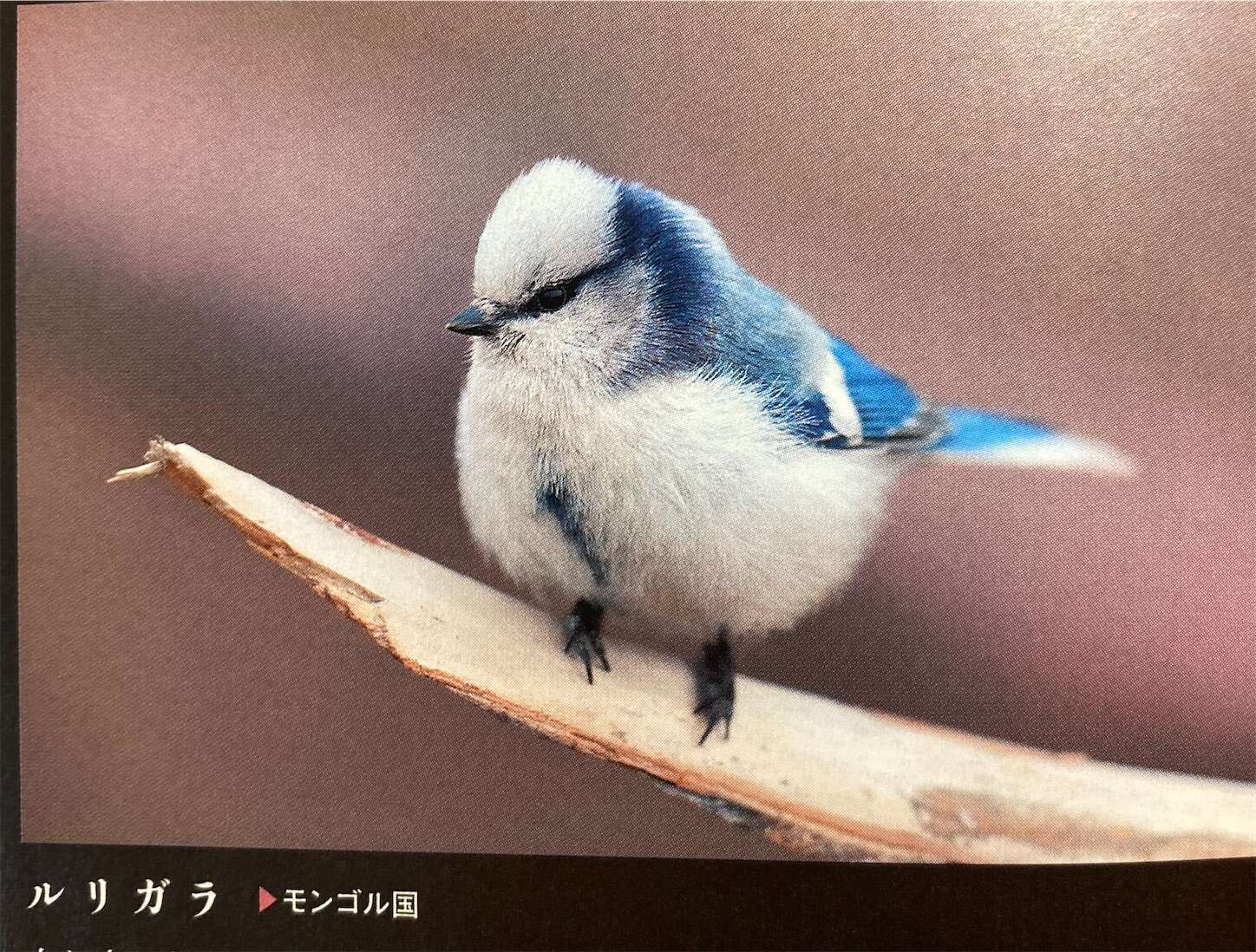 f:id:moomoon6355:20231017115438j:image f:id:moomoon6355:20231017115438j:image