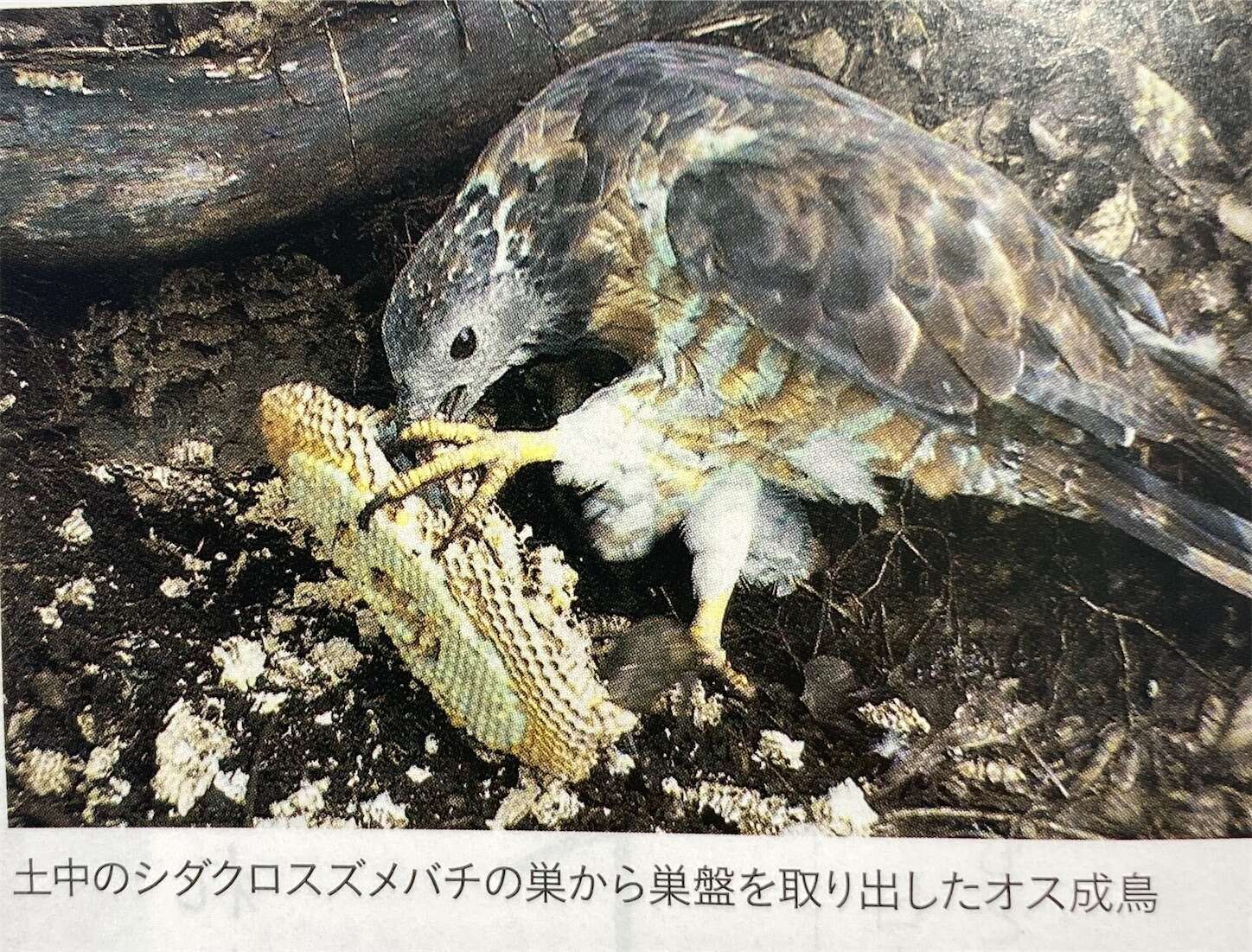 f:id:moomoon6355:20231017120624j:image f:id:moomoon6355:20231017120624j:image