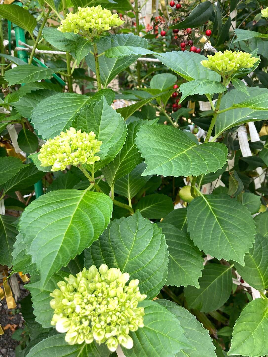 f:id:moomoon6355:20240514092530j:image f:id:moomoon6355:20240514092530j:image