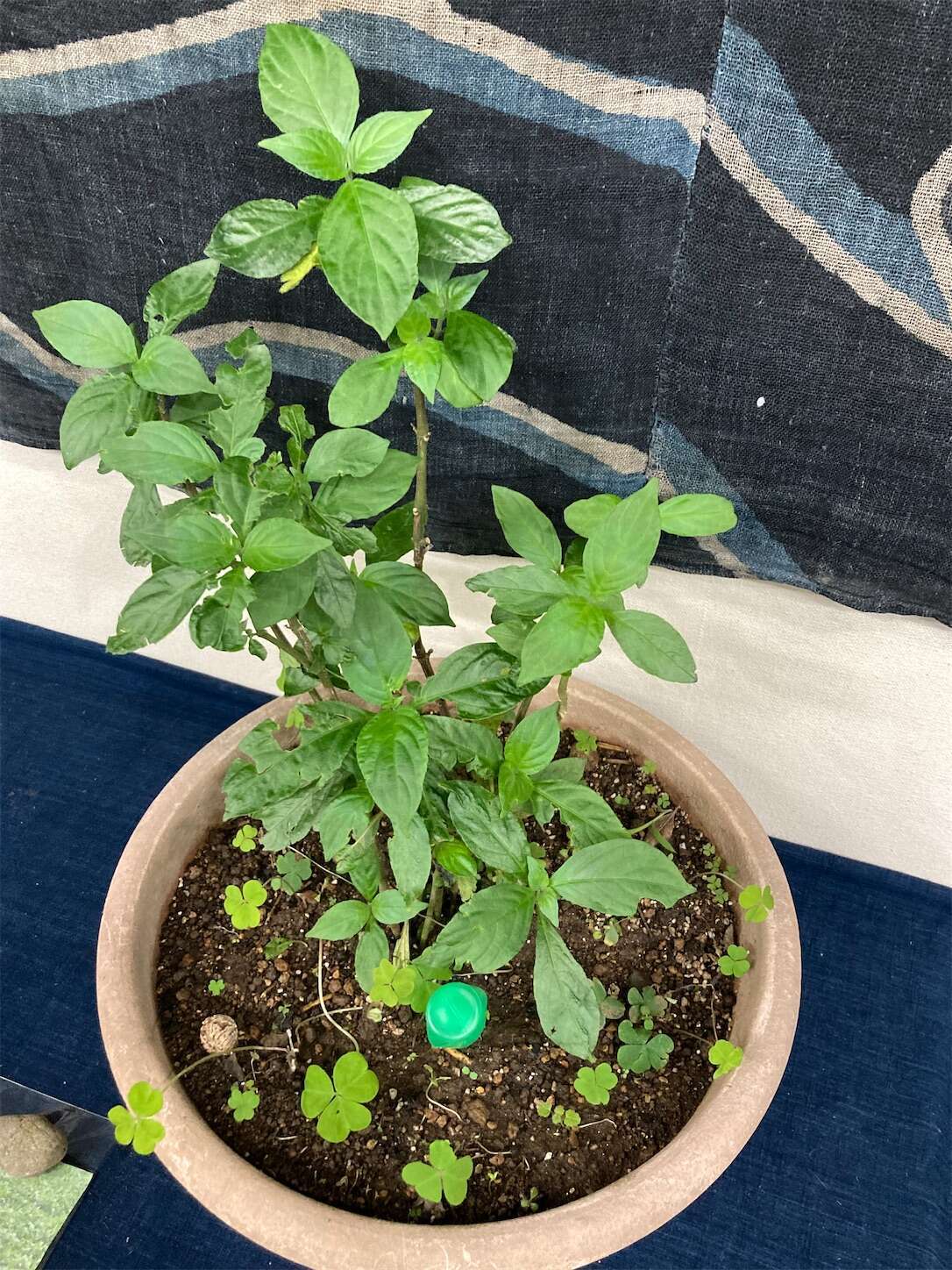 f:id:moomoon6355:20240514094602j:image f:id:moomoon6355:20240514094602j:image