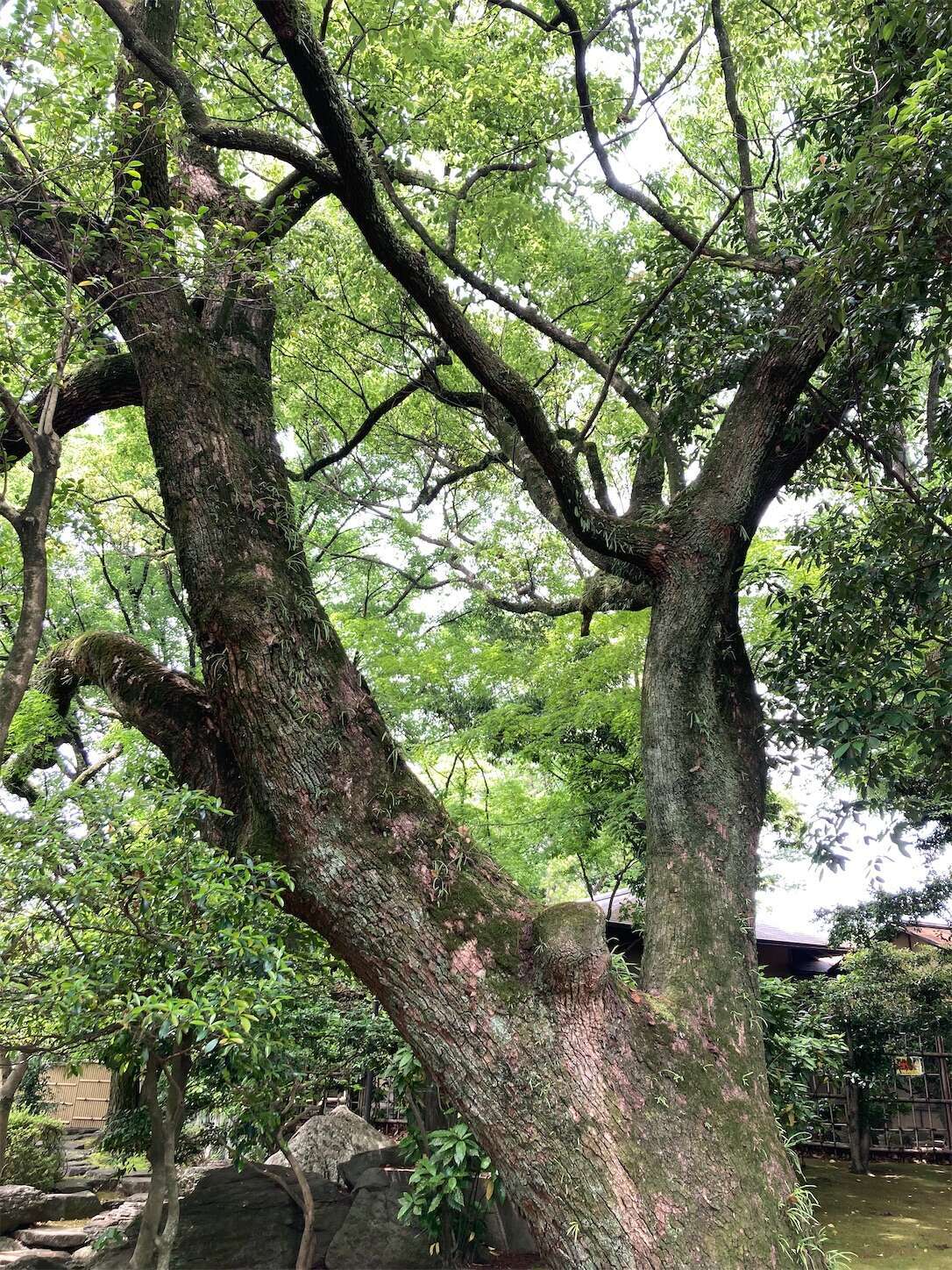 f:id:moomoon6355:20240514095628j:image f:id:moomoon6355:20240514095628j:image